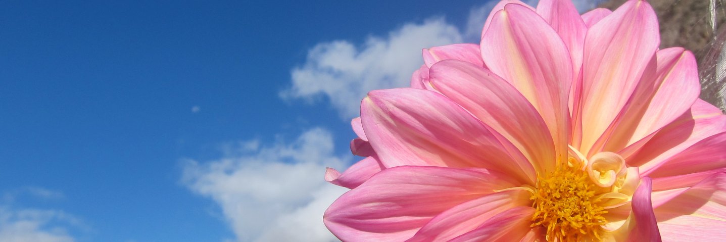 pingasari's profile banner image