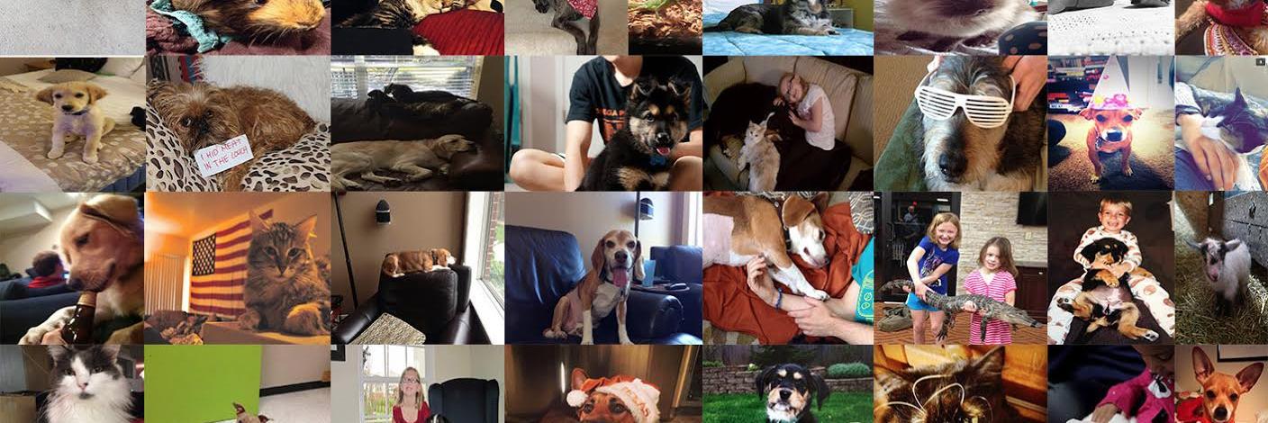 PetWork banner
