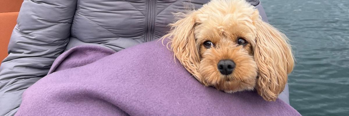 Bee Hunt 💜 banner