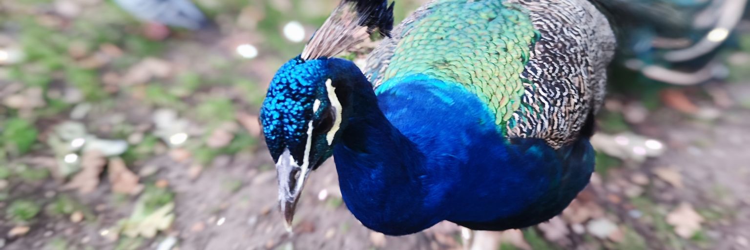 robinravi's profile banner image