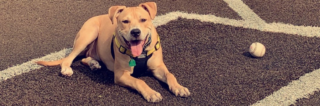 Anthony Markowitz banner