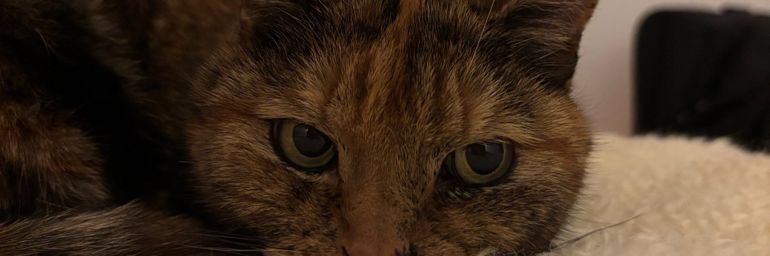 mreszl's profile banner image