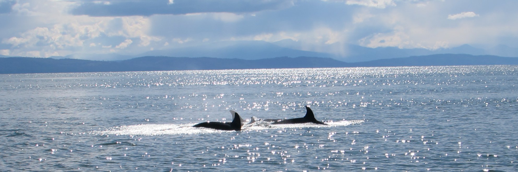 Sandra McCune banner