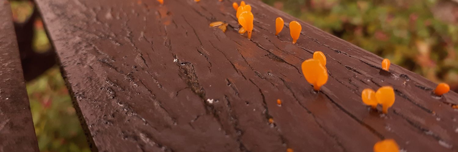ham_sand_witch_'s profile banner image