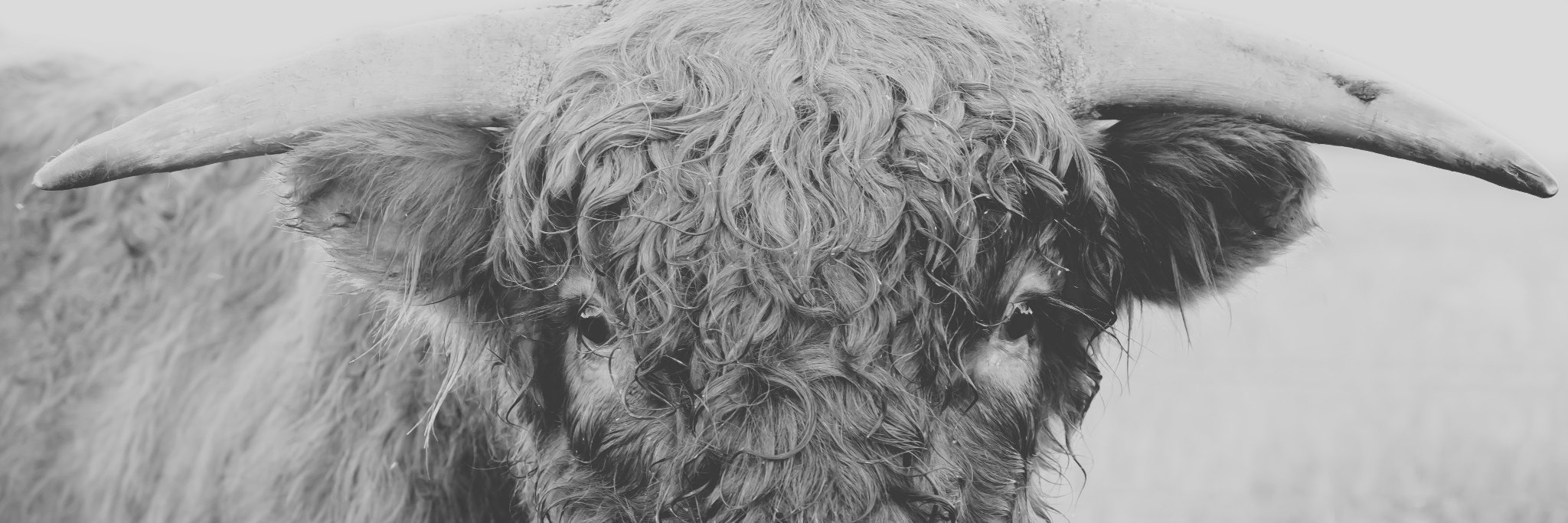 BeefFarmer's profile banner image