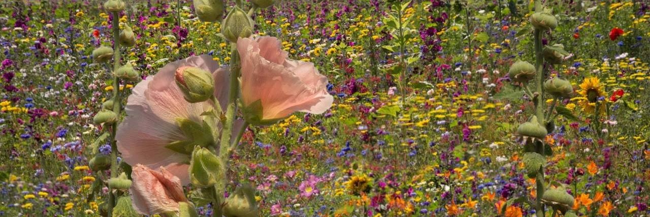 Elena BRADATAN banner