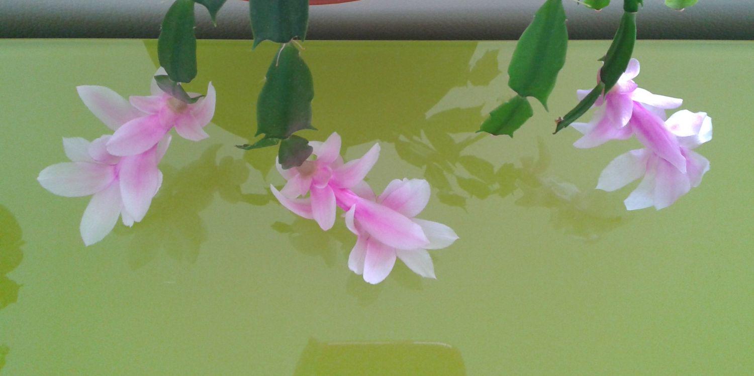 MDoloresNogueroles banner