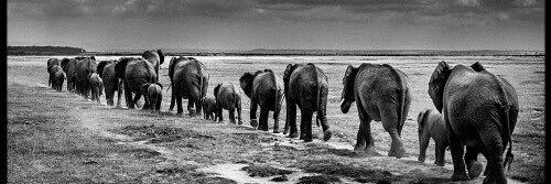 🐘💜Marta Rodríguez💜🐘 banner