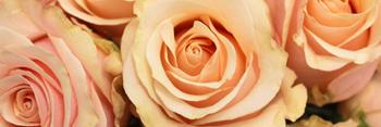 MariahLoverClub's profile banner image