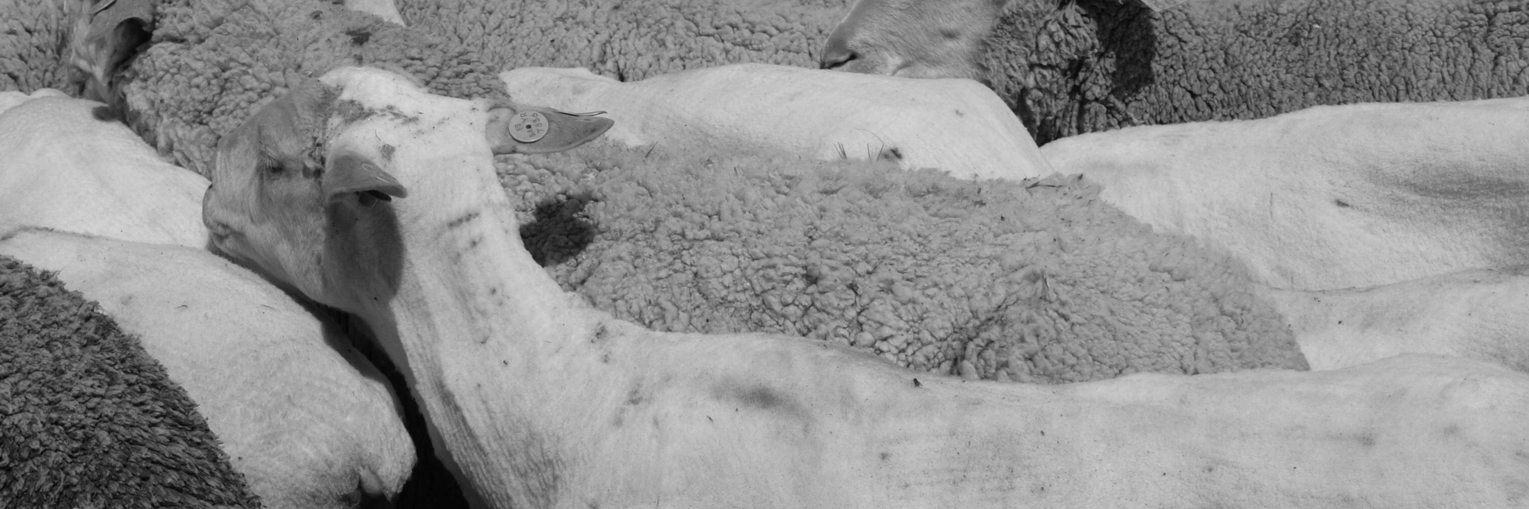 RudolfTrefflich's profile banner image