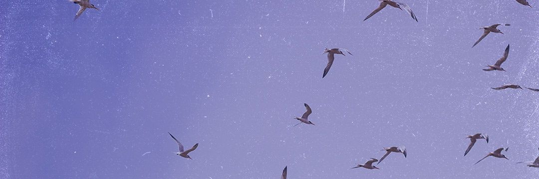 BEscribano's profile banner image