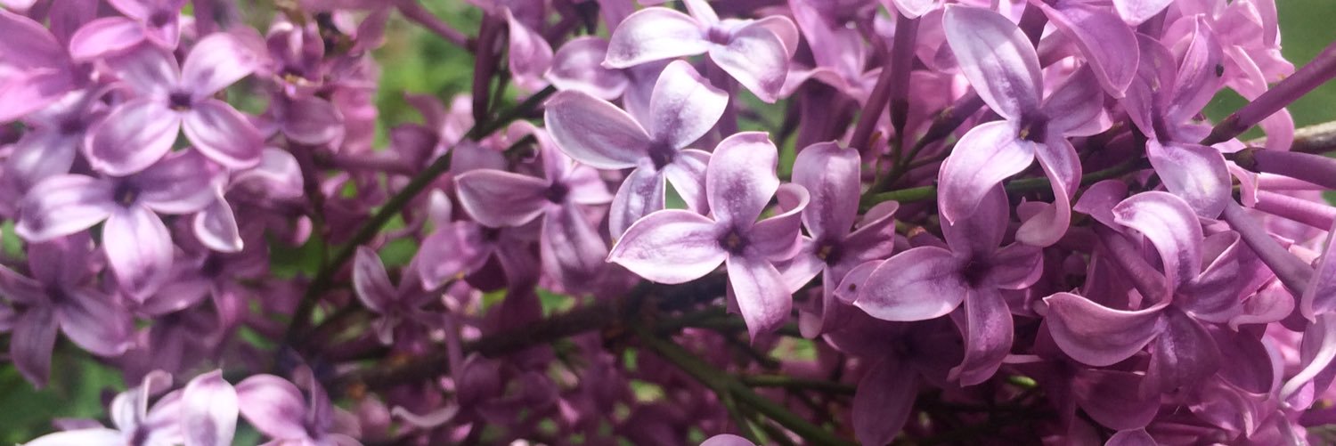 AmyDeschaine's profile banner image