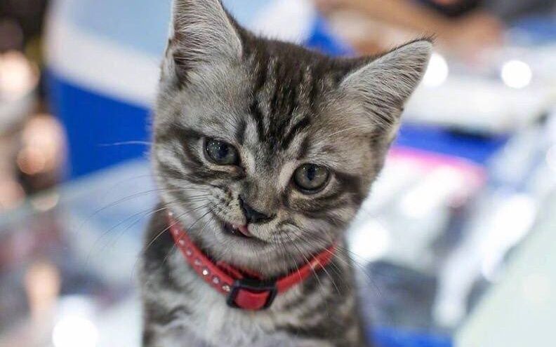 T2iT2i Always banner