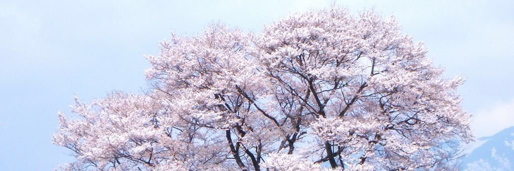 UMEBEN2000's profile banner image