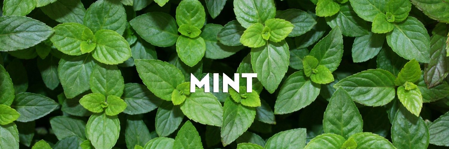 Bagha_Mint's profile banner image
