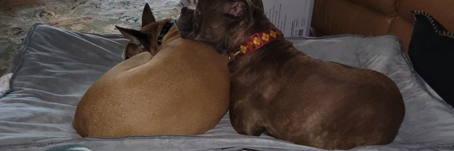 ImigMary's profile banner image
