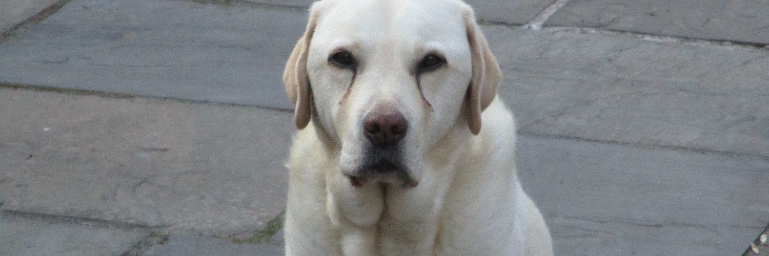 lfenbo #toriesout #fbpe banner