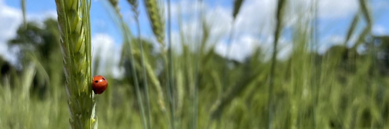 maria costa banner