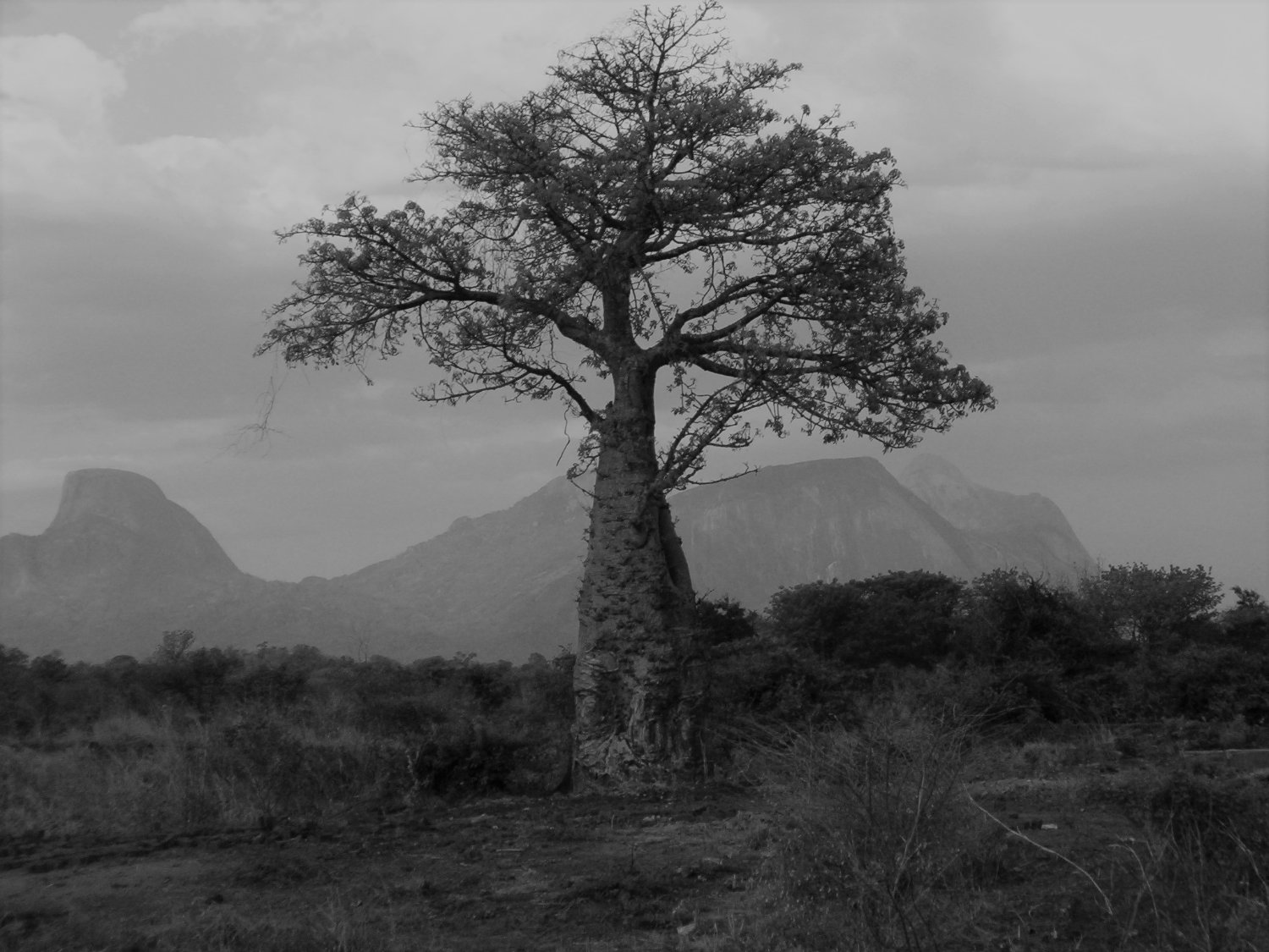 frn_javier's profile banner image