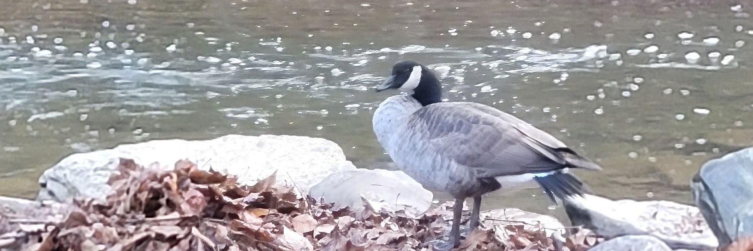 kacki1987's profile banner image