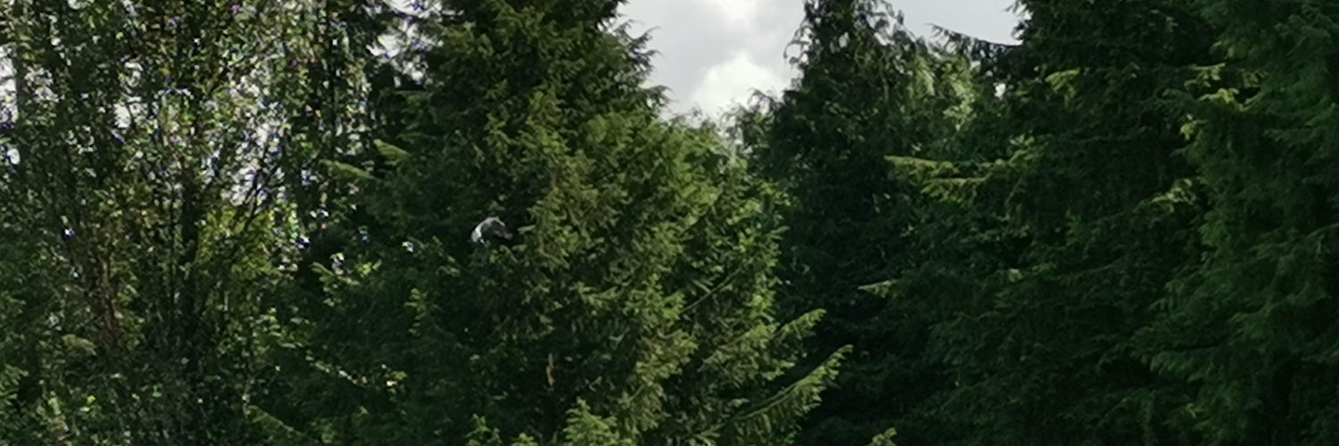 bradán feasa banner