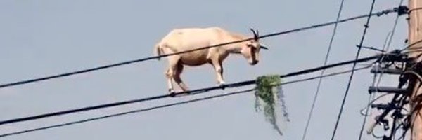 Ajini_ Profile Banner