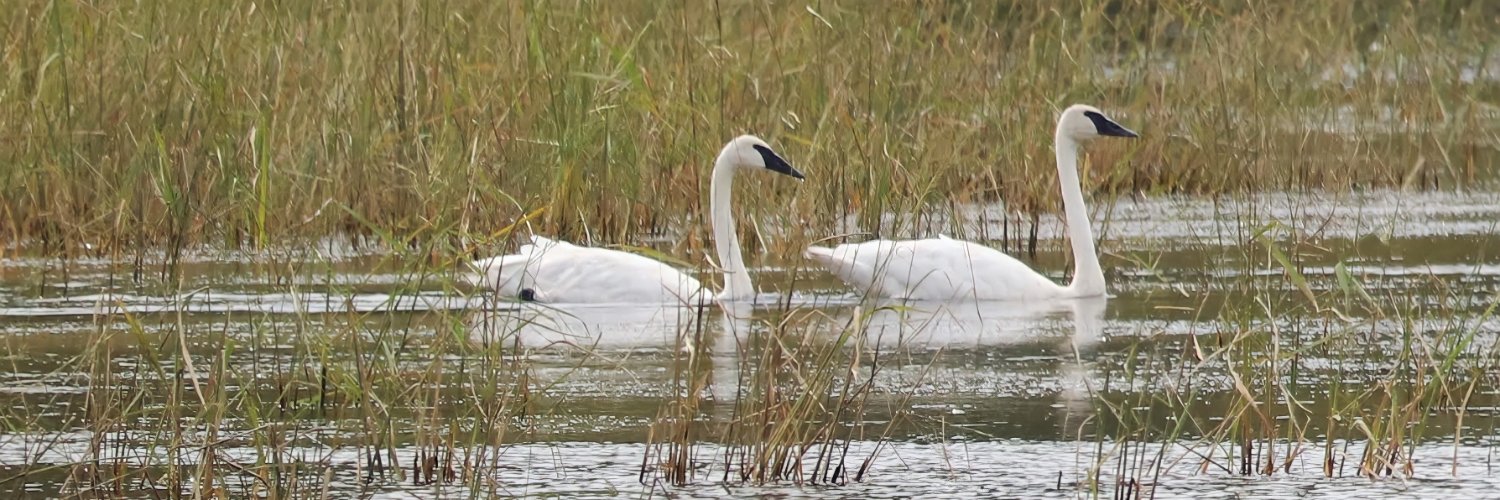 mndnr's profile banner image