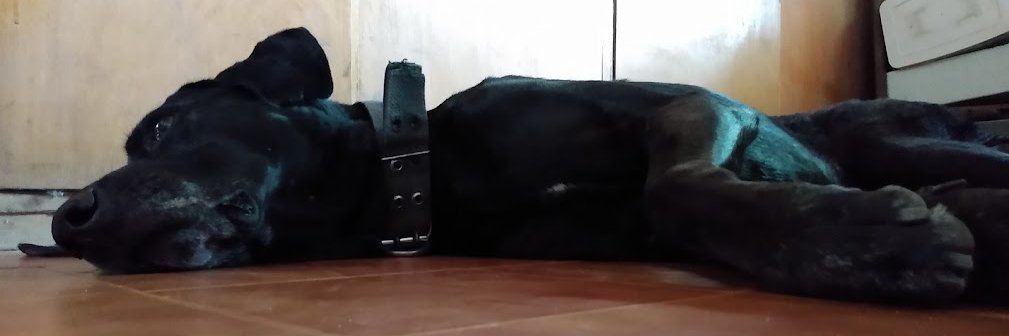 Lolo Pérez banner