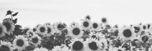 rosellini_'s profile banner image