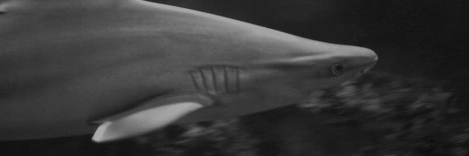 Morgane Baldaccini banner