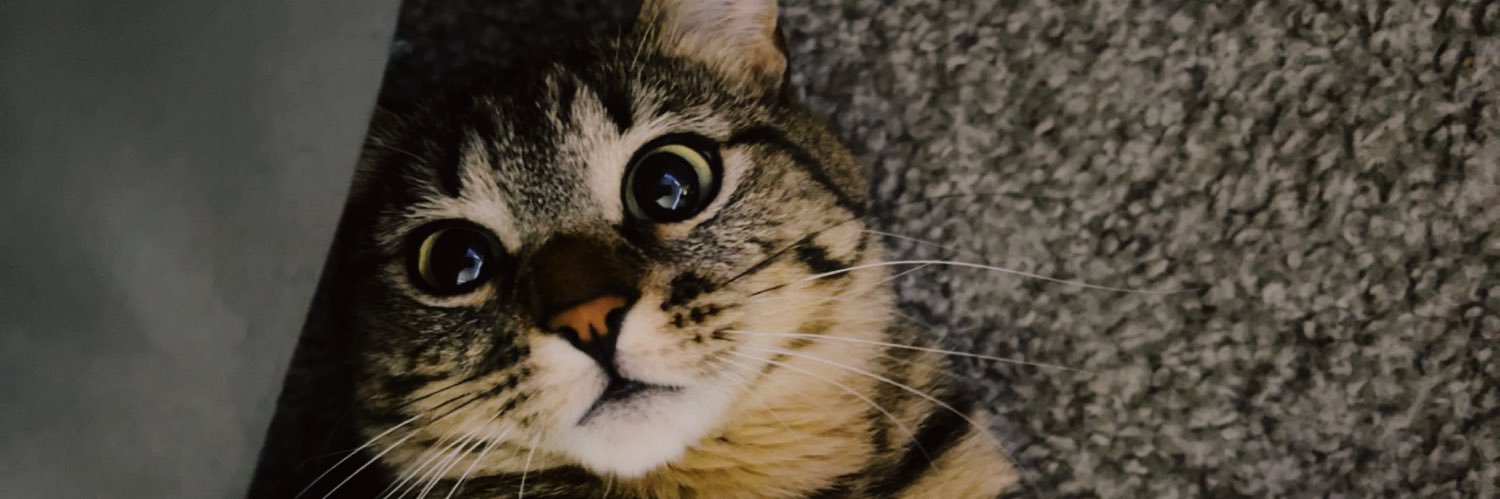 MeadowMonson's profile banner image