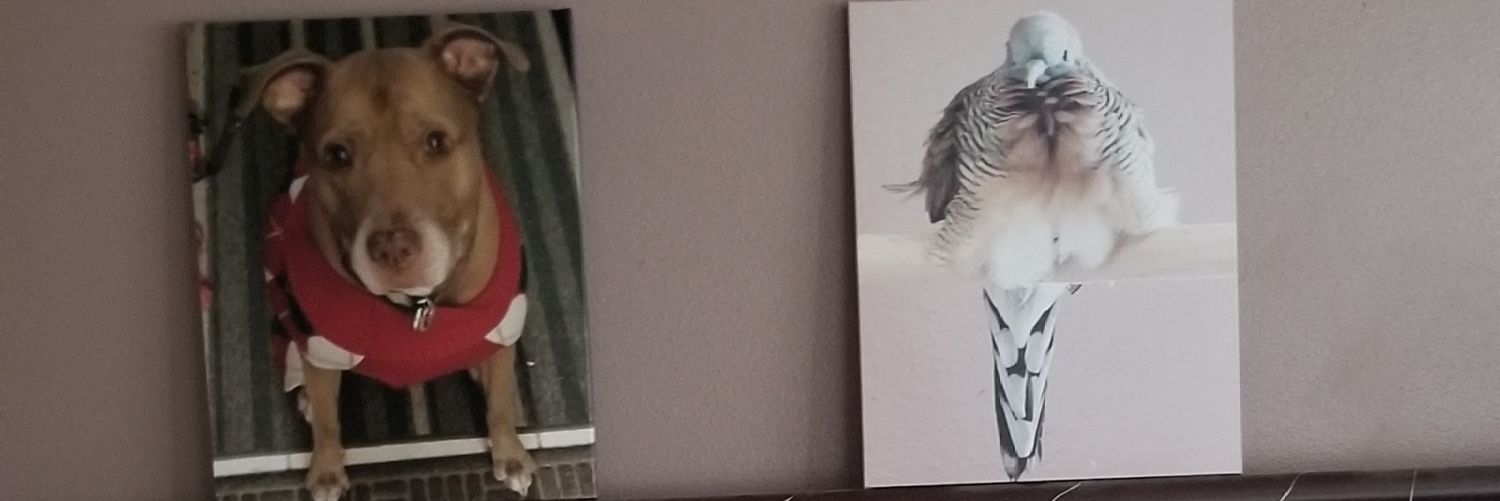 DaMom101's profile banner image