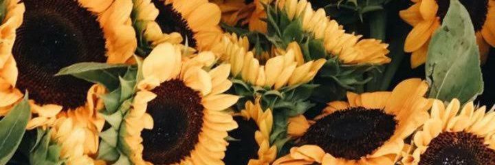 seundouss's profile banner image