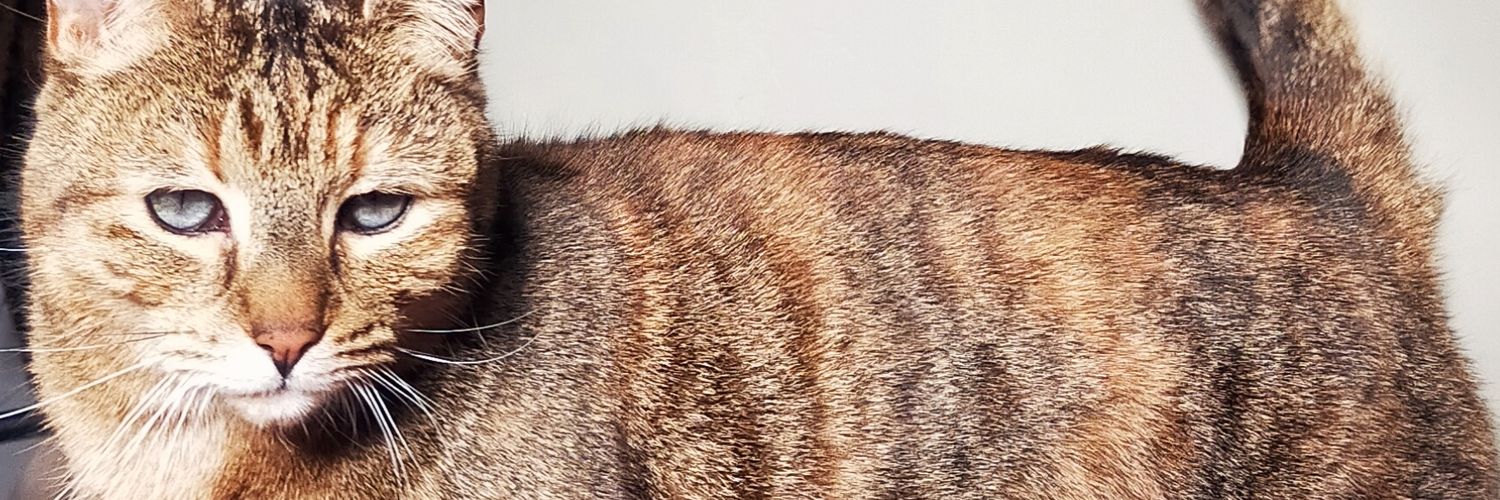 Meg_Cra's profile banner image