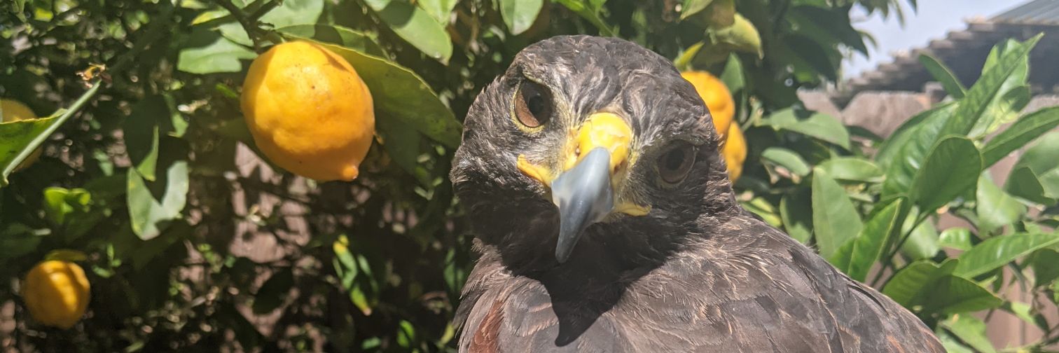 bridgetfalcon's profile banner image