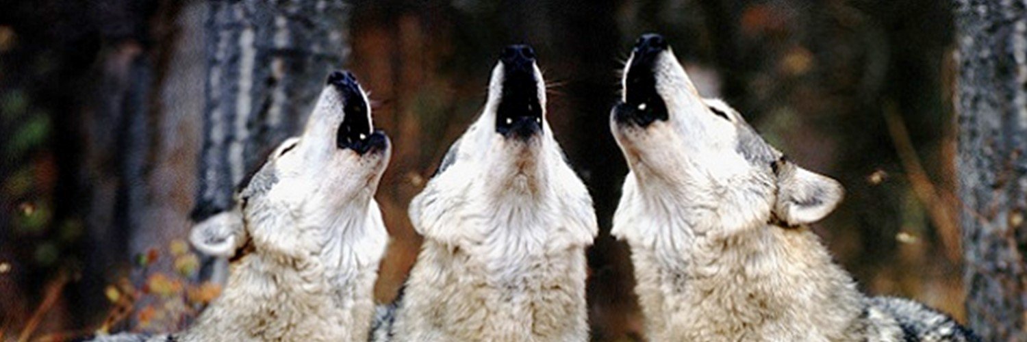 KellyWollf's profile banner image