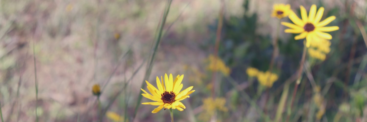 mariss_feldman's profile banner image
