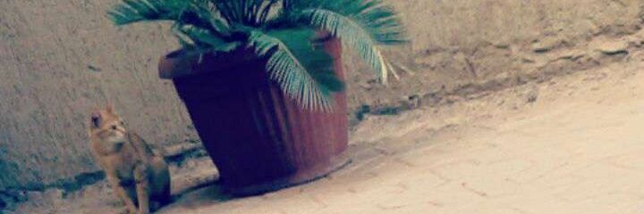 BwarEibrahem's profile banner image