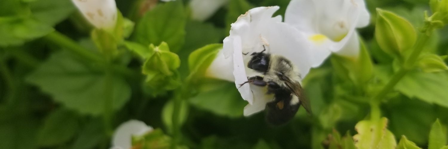 CamiCube's profile banner image