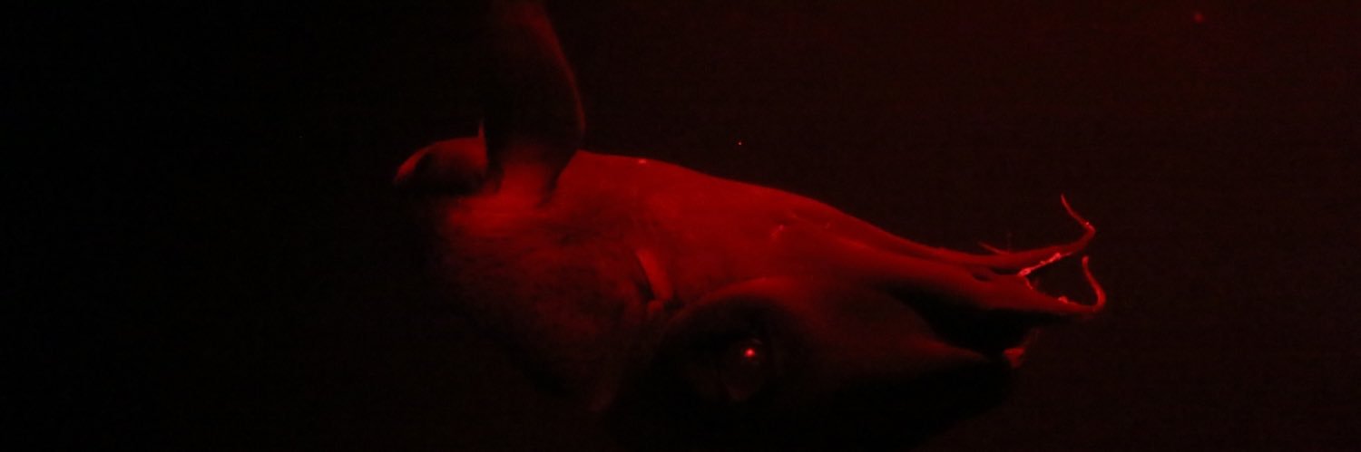 くぶしみ🐞's banner