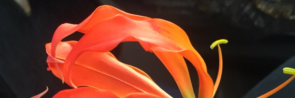 JosephJosh22's profile banner image
