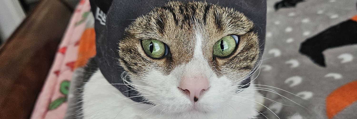 PeterStaltare's profile banner image