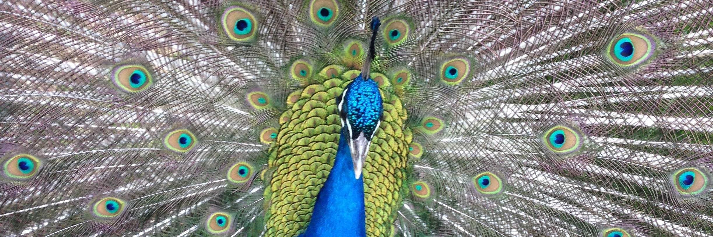 ECambiotti's profile banner image