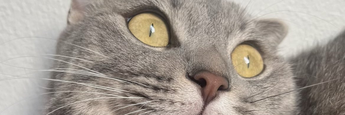ichbinhasoo's profile banner image