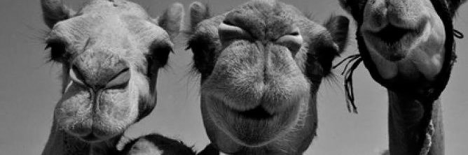 Mahmoudfatta1's profile banner image