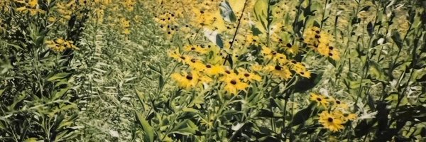 lassospells Profile Banner