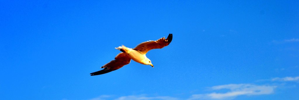 JamesMicali's profile banner image