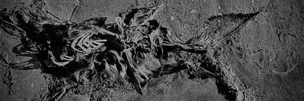 nberrian619 Profile Banner