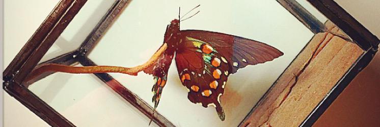 Flutter_byKatie's profile banner image