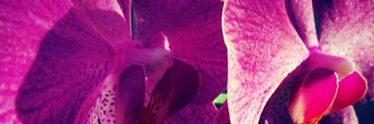 preenandchic's profile banner image